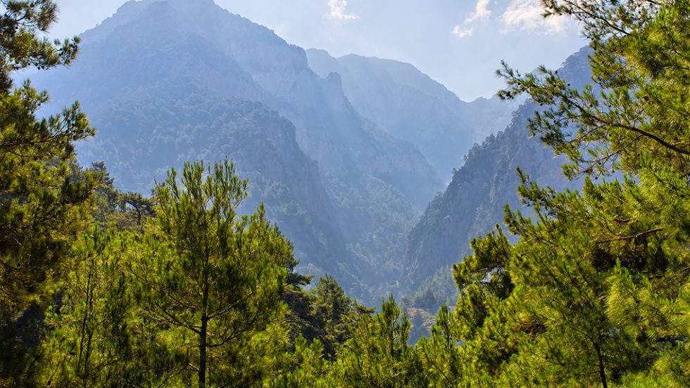 dasi samaria